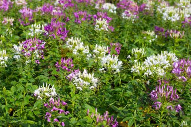 Parktaki Cleome Spinosa çiçeği