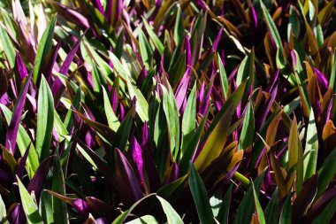 Tekne zambağı, İstiridye Zambağı, İstiridye Bitkisi, Beyaz Çiçekli Tradescantia