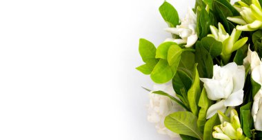 Yasemin Burnu ya da bahçe çiçeği