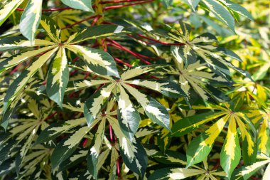 Cassava bitkisi (Manihot esculenta). Yeşil ve sarı yapraklar