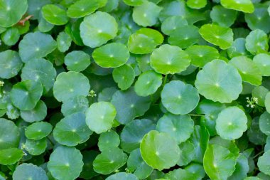 Centella asiatica (gotu kola). Taze yeşil yapraklı bitki arka planı.