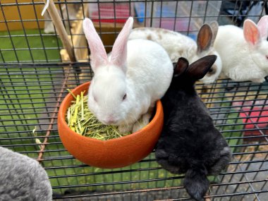 Beyaz ve siyah tavşanlar kafeste 