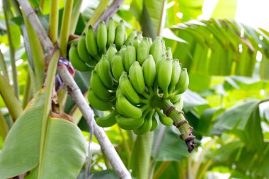 Muz meyveleri. Bir muz kümesi