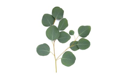 Beyaz üzerine yeşil okaliptüs yaprakları