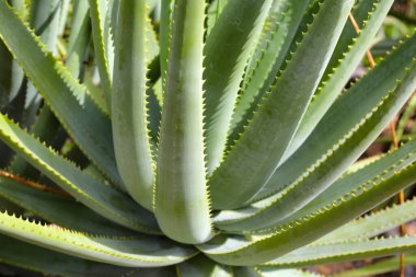 Aloe Vera taze yeşil yapraklar eker