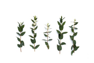 Beyaz üzerine yeşil okaliptüs yaprakları