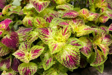 Bahçeye boyalı ısırgan otu.