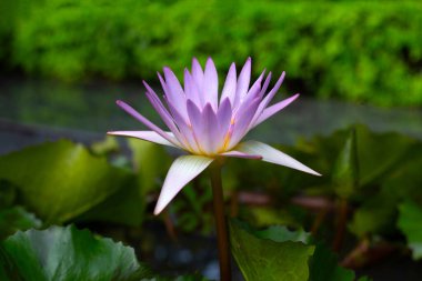 Güzel bir nilüfer. Yeşil yapraklı nilüfer çiçeği