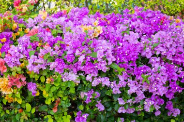 Beautiful bougainvillea flowers with green leaves