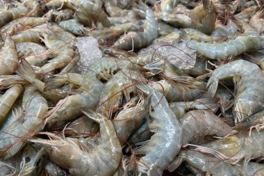 Buzlu taze deniz karidesi. Deniz ürünleri pazarı