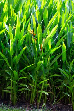 Bahçedeki Heliconia psittacorum bitkisi