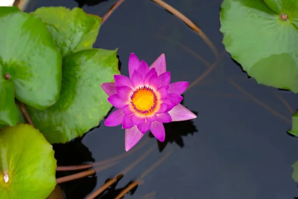 Прекрасна Водяна Лілія Квітка Лотоса Зеленим Листям — стокове фото