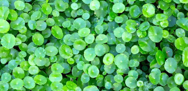Centella Asiatica Gotu Kola Folhas Verdes Frescas Fundo Erva — Fotografia de Stock