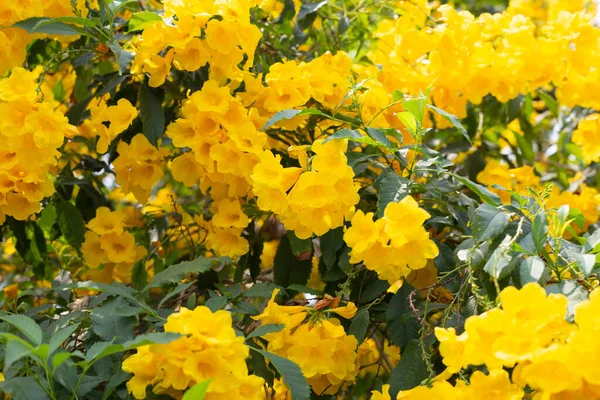 Ancião Amarelo Arbusto Trompete Trumpetflower — Fotografia de Stock