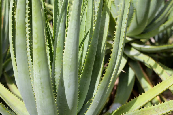 Aloe Vera Planta Hojas Verdes Frescas — Foto de Stock