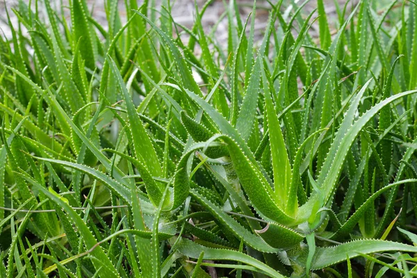 Aloë Vera Plant Verse Groene Bladeren — Stockfoto