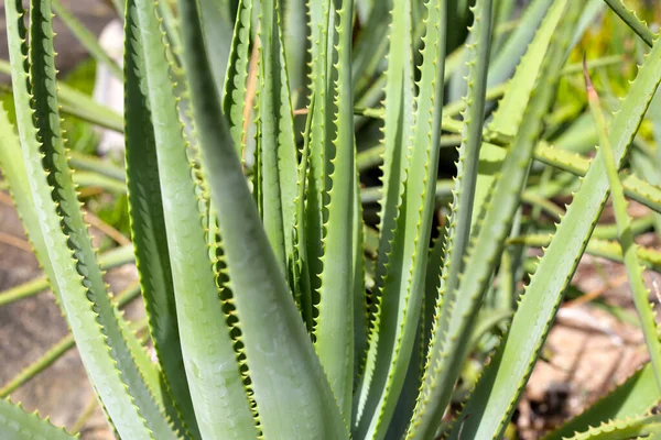 Aloe Vera Planta Hojas Verdes Frescas —  Fotos de Stock