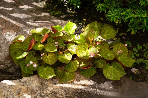 Begonia Planten Tuin — Stockfoto