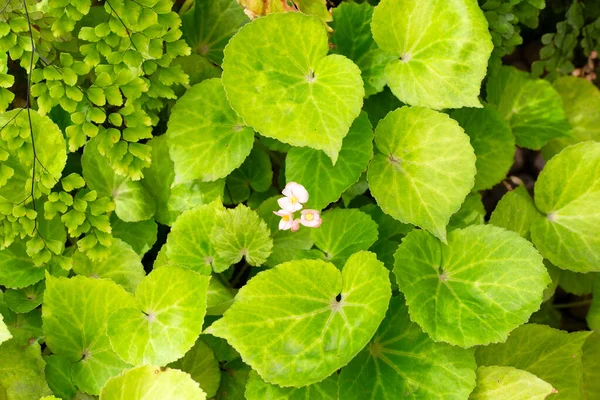 Begonia Plantas Jardim — Fotografia de Stock