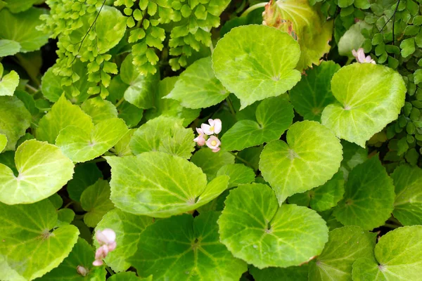 Zahradní Rostliny Begonia — Stock fotografie
