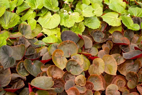 Zahradní Rostliny Begonia — Stock fotografie