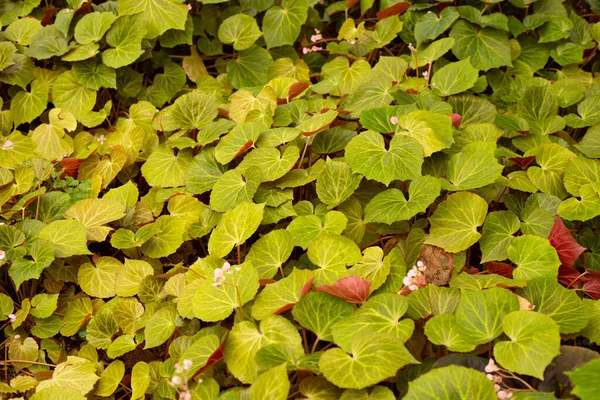庭のベゴニア植物 — ストック写真