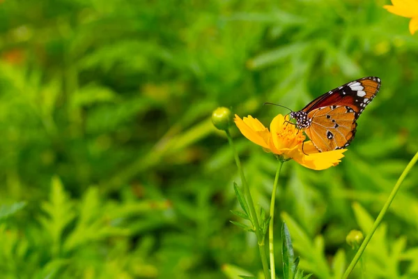 Pillangó Narancs Kén Kozmosz Vagy Sárga Kozmosz Virág — Stock Fotó