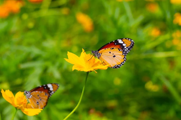 Butterfly with orange sulfur cosmos or yellow cosmos flower.