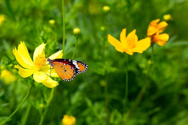 Schmetterling Mit Orangefarbenem Schwefel Oder Gelber Kosmosblume — Stockfoto