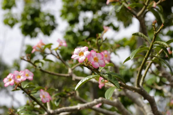 Adenium Obesum Strom Růžovými Květy Zelené Listy — Stock fotografie