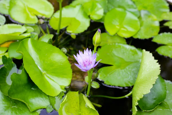 Schöne Lila Seerose Oder Lotusblume Mit Grünen Blättern — Stockfoto