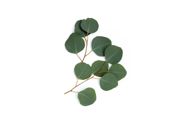 Zielone Liście Eukaliptusa Białym — Zdjęcie stockowe