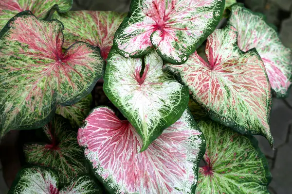 Plantes Caladium Belles Feuilles Colorées — Photo