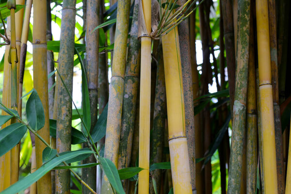 Yellow bamboo tree in the garden