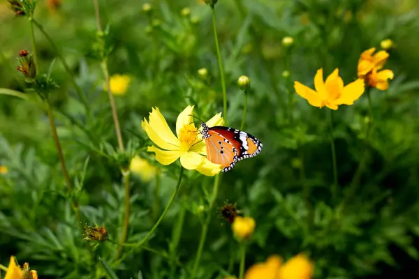 Πεταλούδα Πορτοκαλί Θείο Σύμπαν Κίτρινο Λουλούδι Σύμπαν — Φωτογραφία Αρχείου