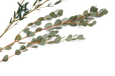 Beyaz arka planda okaliptüs yaprakları. Yeşil yaprak dalları.