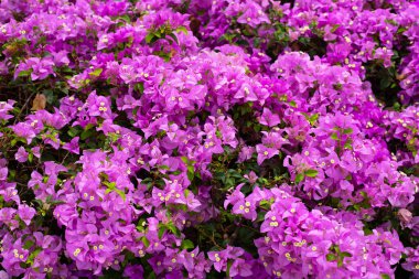 Beautiful bougainvillea flowers with green leaves