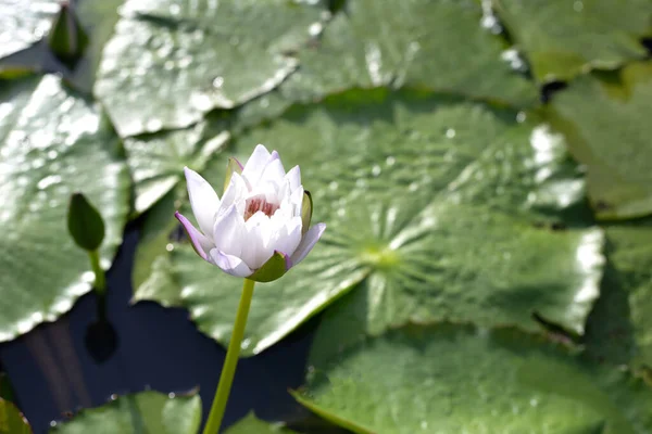 Beautiful White Water Lily Lotus Flower Green Leaves — Stock Photo, Image