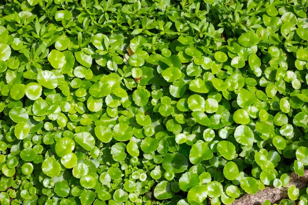 Centella Asiatica Gotu Kola Verse Groene Bladeren Kruid Achtergrond — Stockfoto