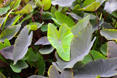 Siyah Fil. Kulak Bitkisi, Fil Kulak Kara Büyü