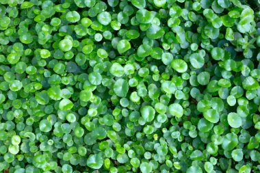 Centella asiatica (gotu kola). Taze yeşil yapraklı bitki arka planı.