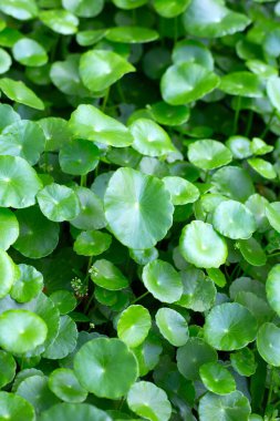 Centella asiatica (gotu kola). Taze yeşil yapraklı bitki arka planı.