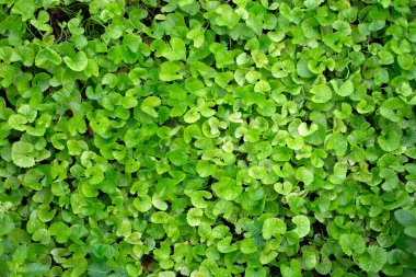 Bahçede yetişen Gotu Kola bitkisi