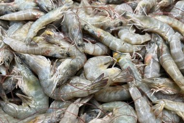 Buzda taze deniz gömleği. Deniz ürünleri pazarı