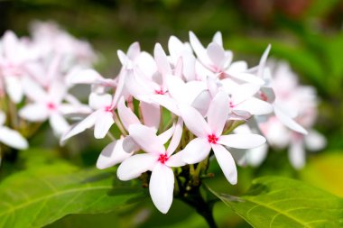 Kopsia meyveli pembe çiçek bahçede.