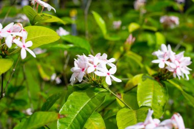 Kopsia meyveli pembe çiçek bahçede.