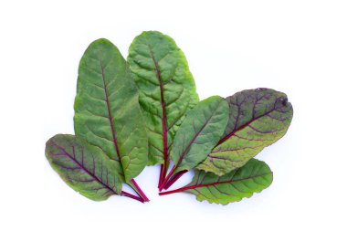 Beyaz arka planda İsviçre pazısı. Bebek yaprağı İsviçre pazarı