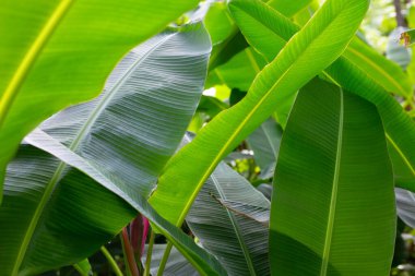 Bahçedeki muz ağacı