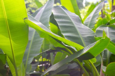 Bahçedeki muz ağacı