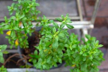 Fresh green leaves of stevia plant.